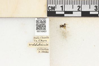 Media type: image;   Entomology 770407 Aspect: Labels